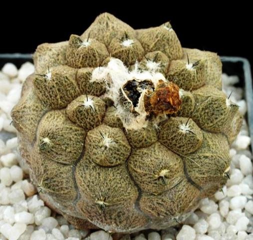 Copiapoa_hypogaea_2